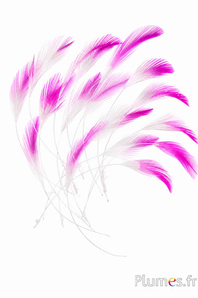 Haan - 10-15 cm - wit-fuchsia